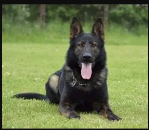 German Shepherd