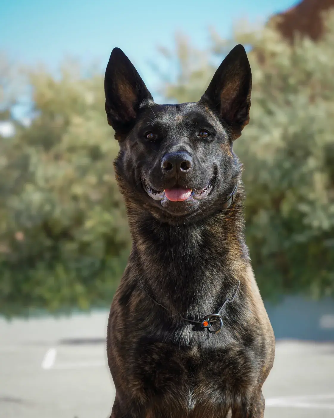 Tex, a brindle Dutch Shepherd, ears up and mouth open, photographed from the chest up