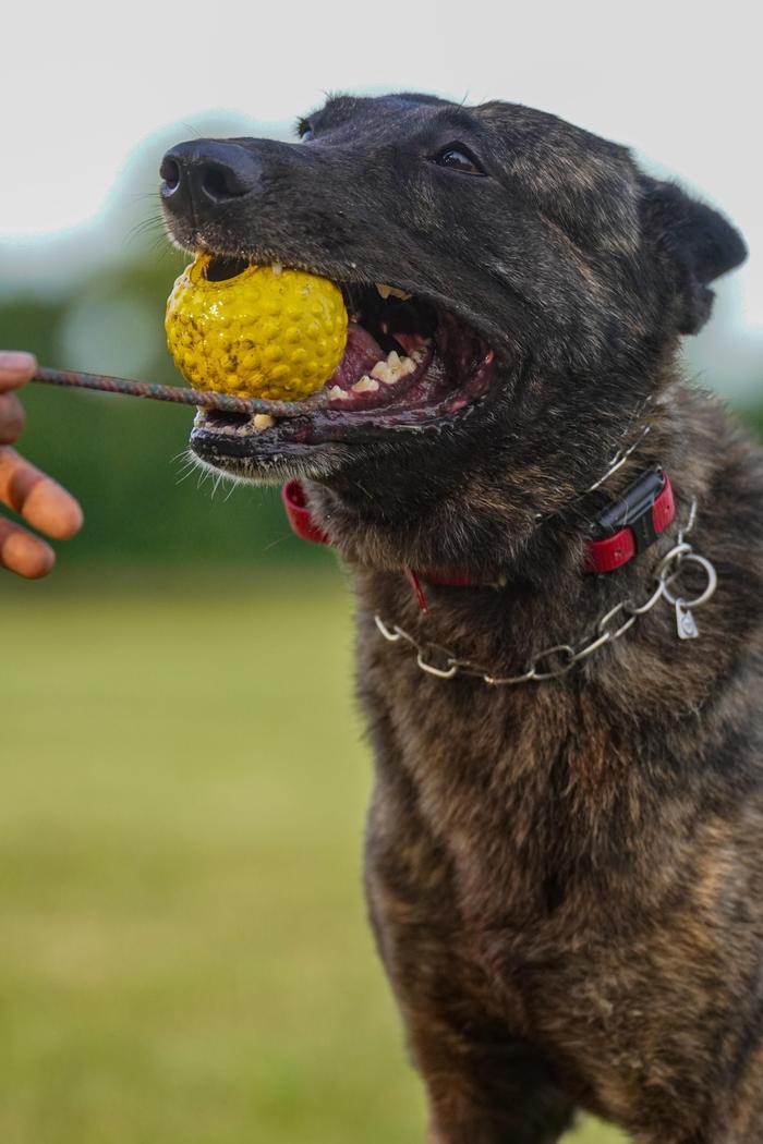 Dutch Shepherd playing with a ball