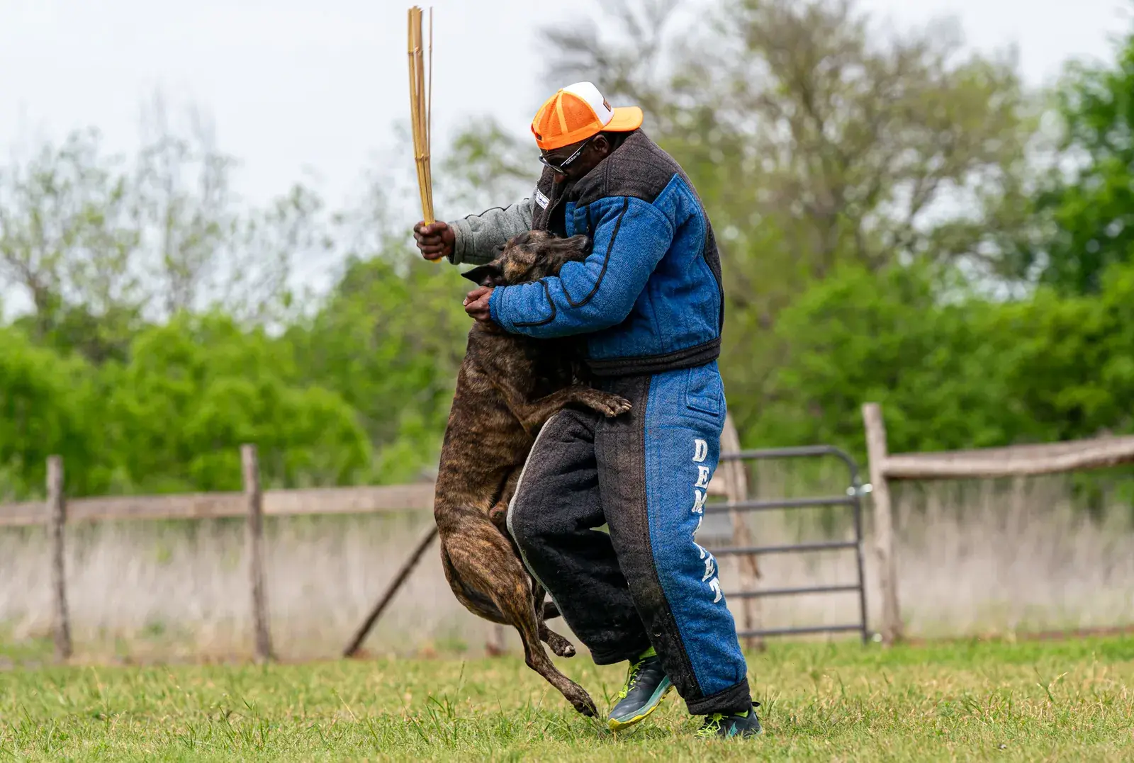A brindle Dutch Shepherd biting the arm of a decoy in a blue and black bite suit on a grass field