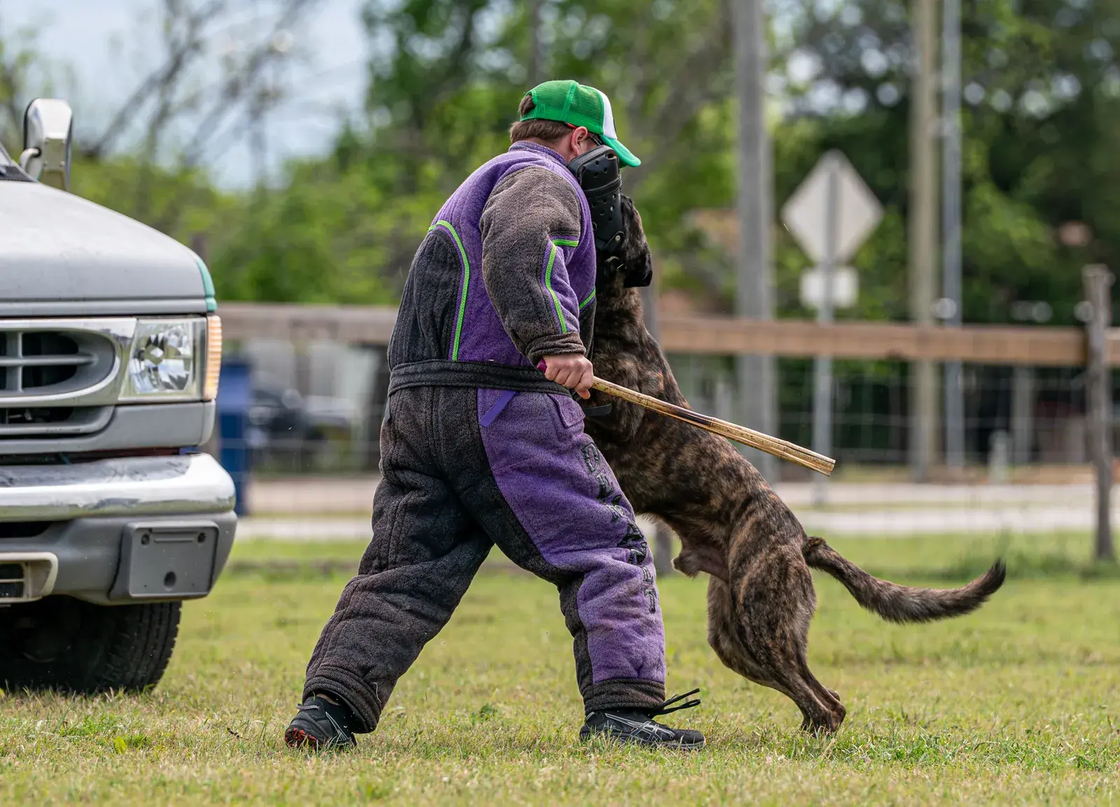 A brindle Dutch Shepherd jumps toward a decoy who wears a head guard and a purple bite suit