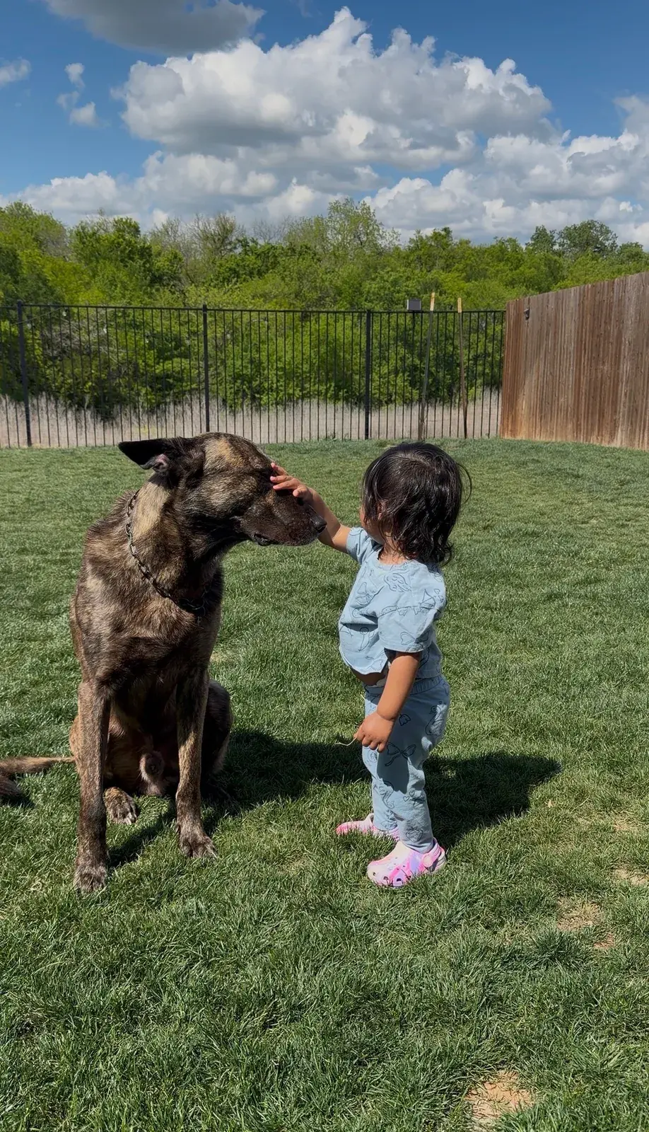 A brindle Dutch Shepherd sits calmly on a lawn while a toddler reaches up to touch its head
