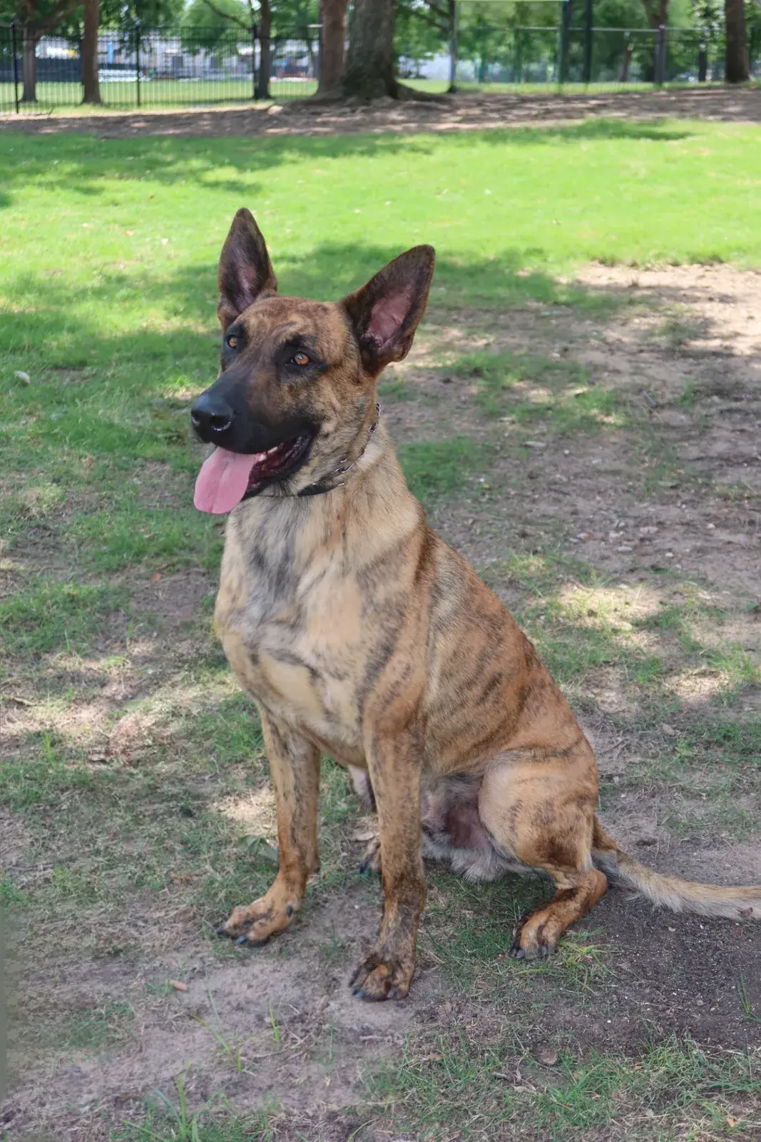 A brindle Dutch Shepherd sitting upright on grass in a fenced park, ears up