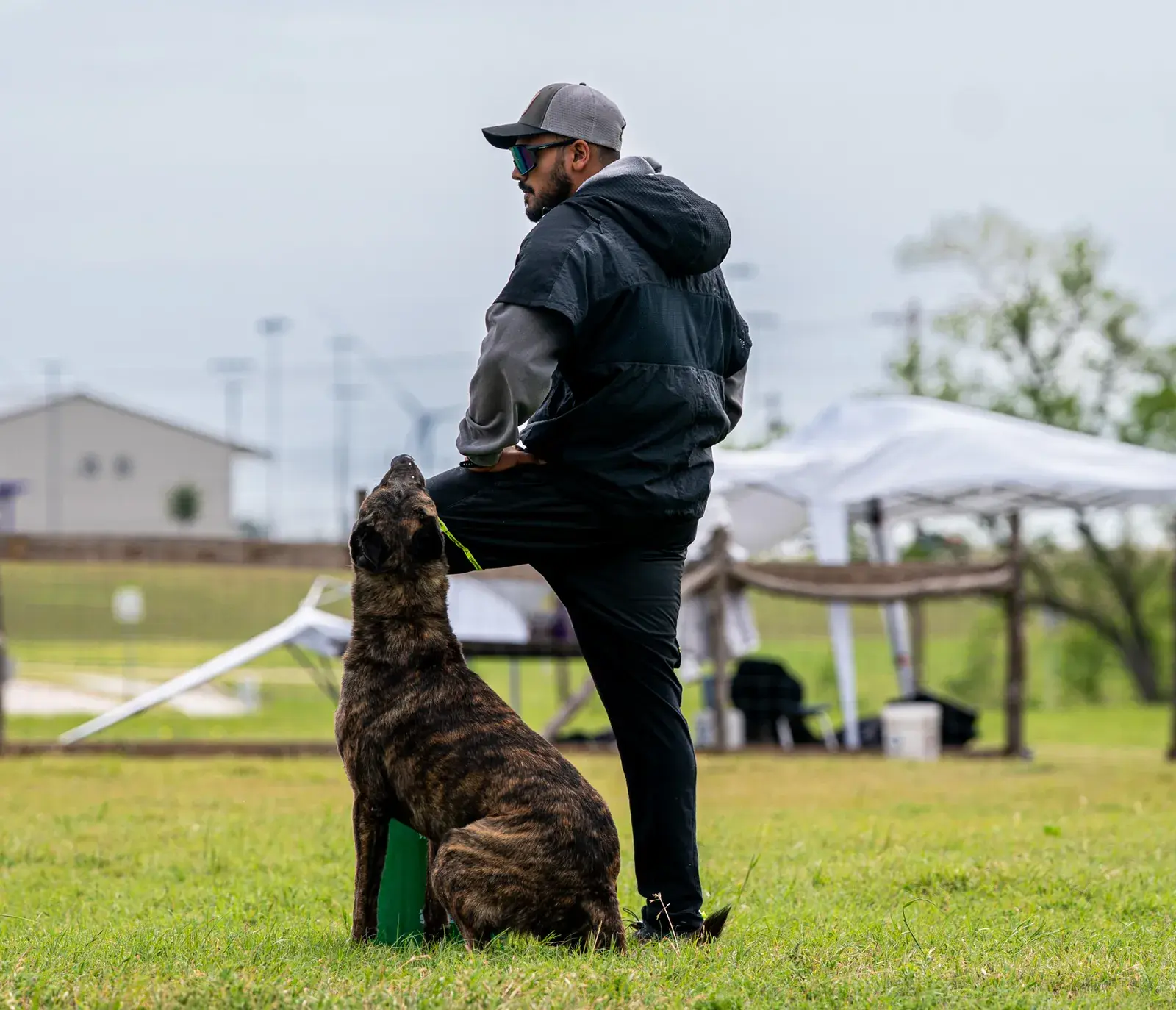 A brindle Dutch Shepherd sits pressed against its handler’s leg on a training field, looking up at him