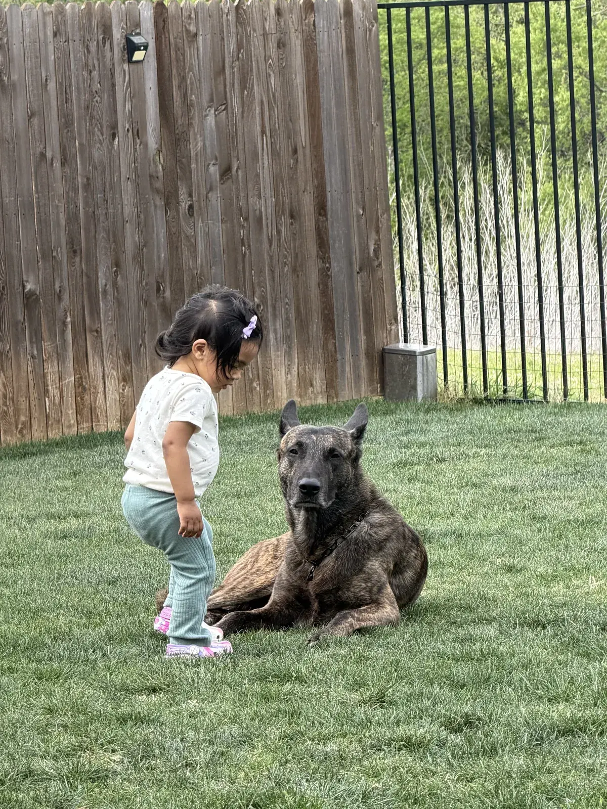 A dark brindle Dutch Shepherd lies relaxed on the grass as a toddler walks past beside it