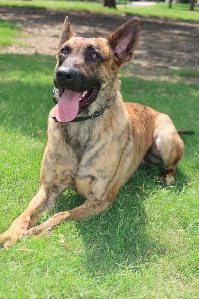 Dutch Shepherd lying in the grass