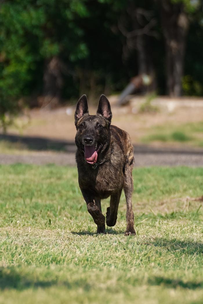 Dutch Shepherd running in the grass