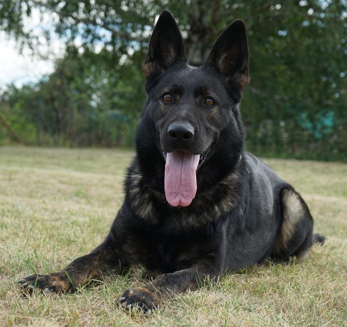 German Shepherd standing near a building
