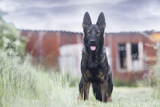 German Shepherd standing outdoors