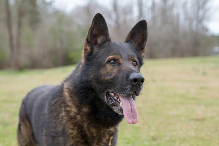German Shepherd close-up portrait