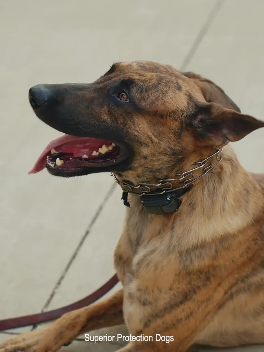 A brindle Dutch Shepherd holding a down-stay on pavement, mouth open, watching something out of frame