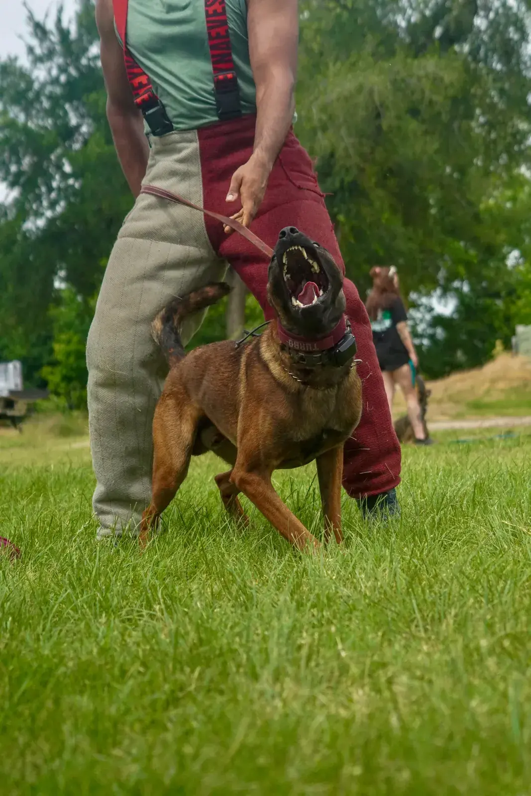 A Belgian Malinois on a leash leaps and barks upward in front of a handler in a red and tan bite suit