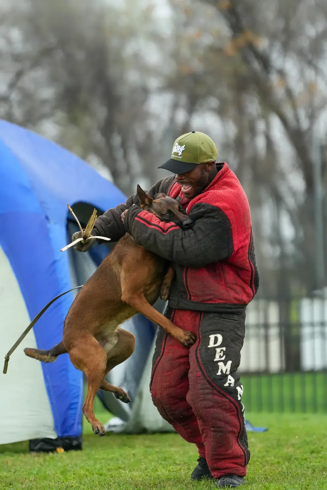 A Belgian Malinois leaps into a decoy wearing a full red and black bite suit