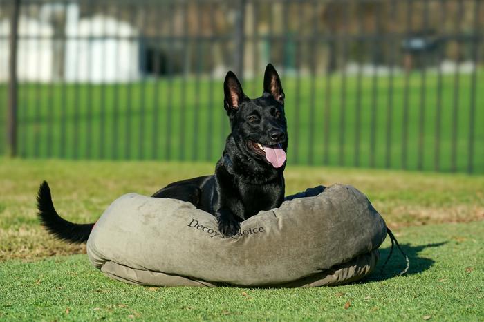 Belgian Malinois with a bite pillow