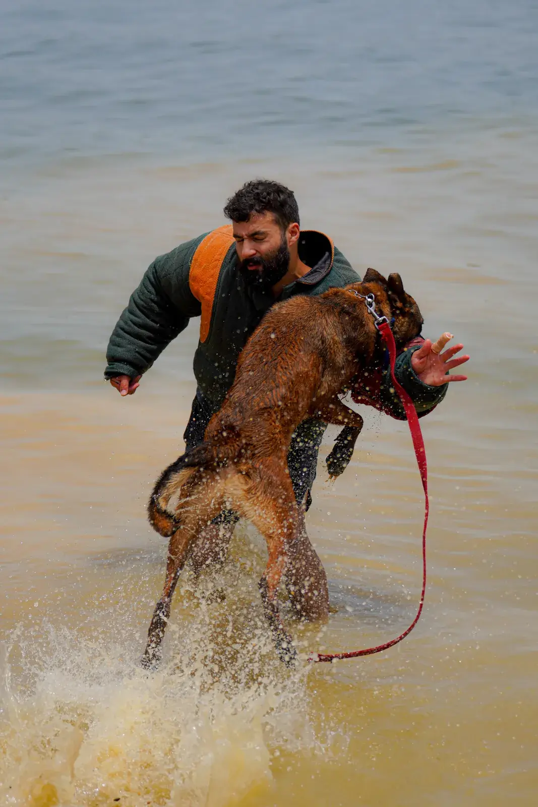 A Belgian Malinois leaps out of shallow water and grips the padded sleeve of a decoy