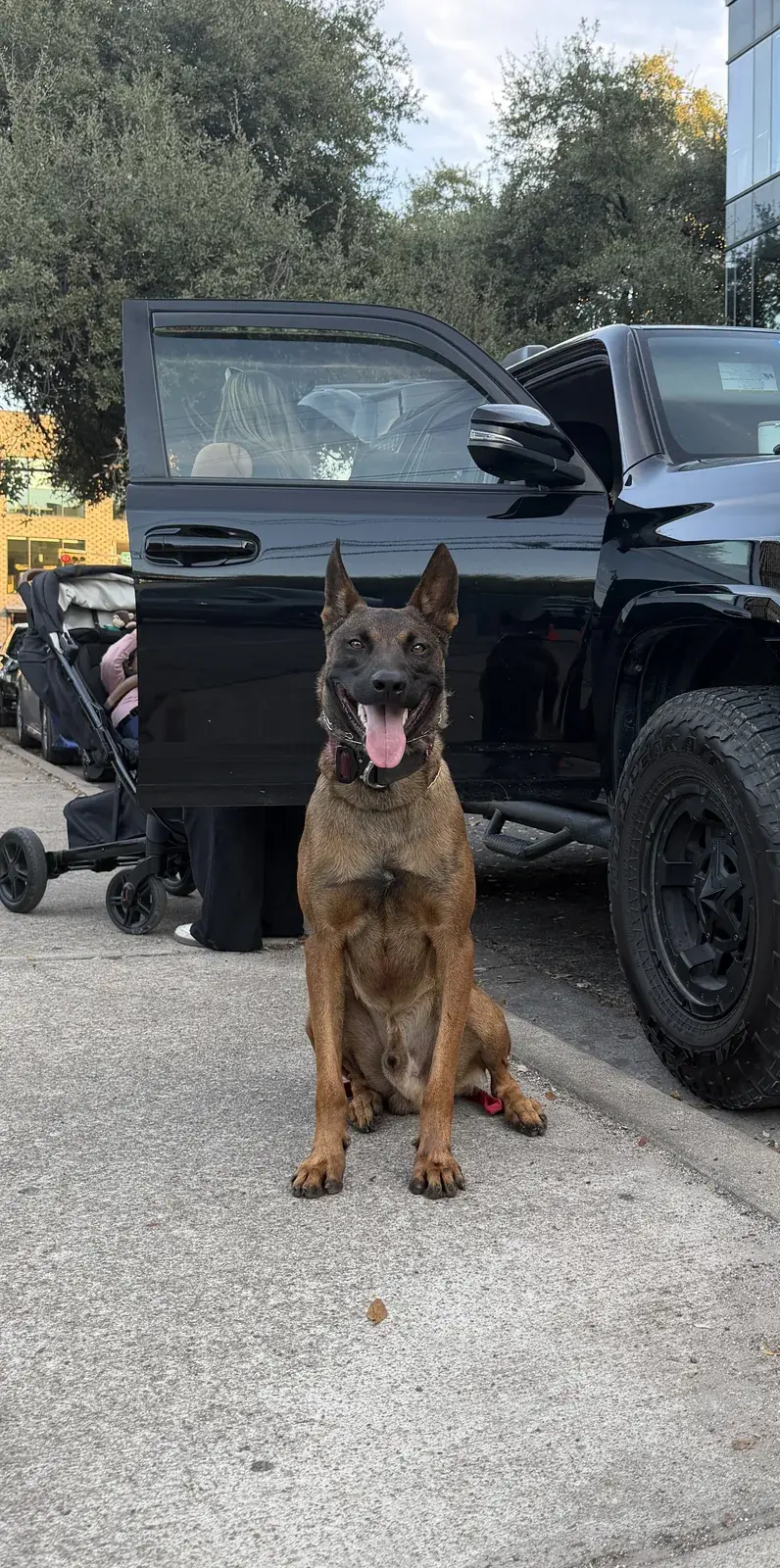 A Belgian Malinois sitting on a city sidewalk beside a parked black SUV