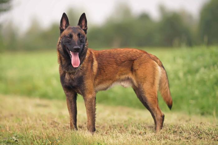 Belgian Malinois standing in a field