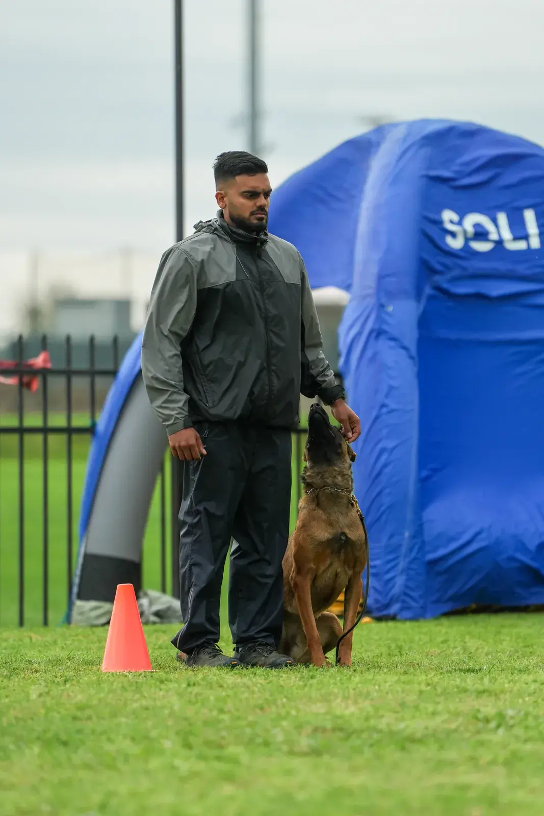 A Belgian Malinois sits tight against its handler’s leg on a grass field, eyes on the handler