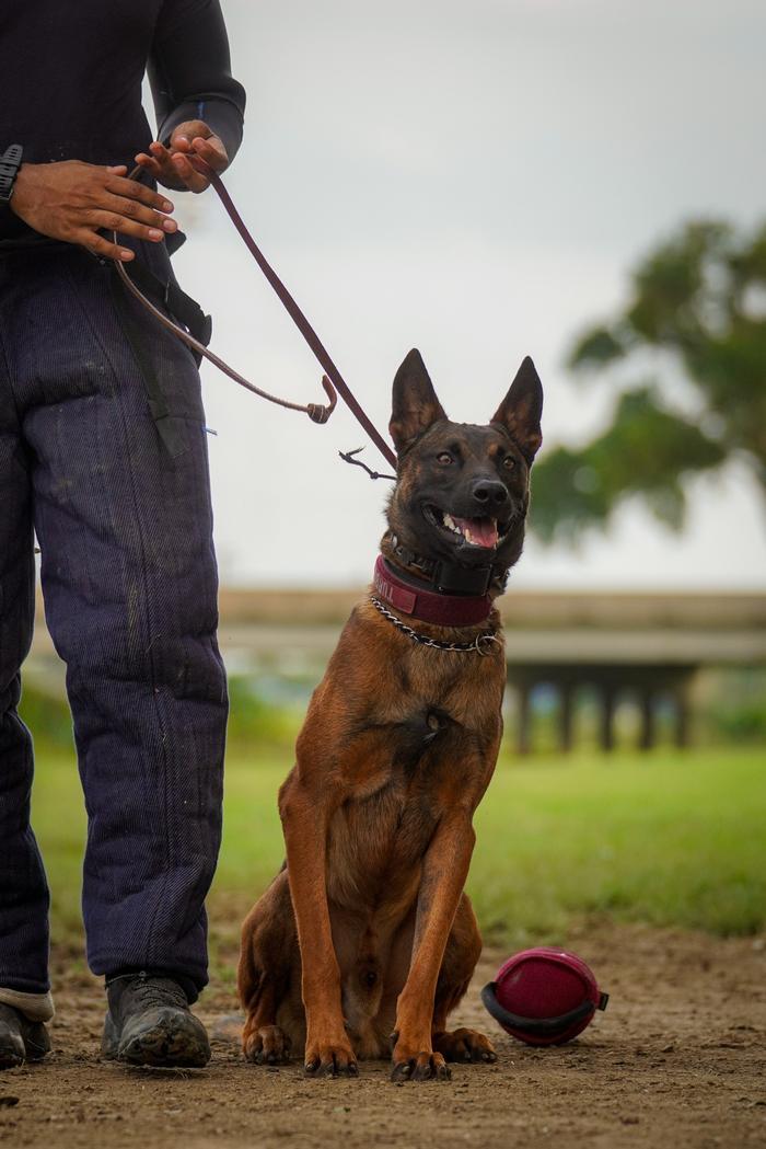 Belgian Malinois on leash training