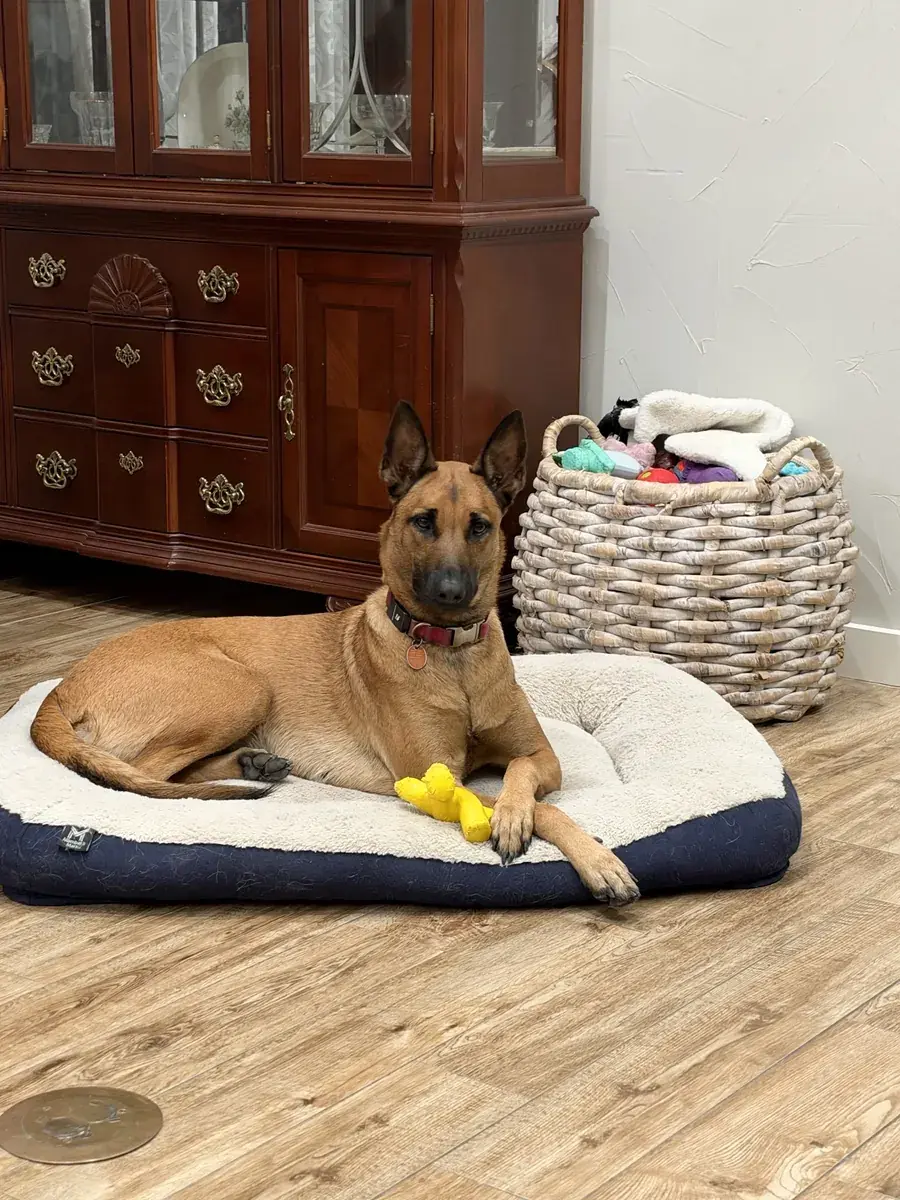 A fawn, black-masked Malinois-type dog lies on her bed at home, front paws over a yellow toy