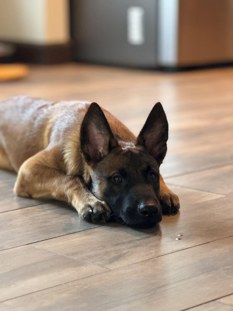Puppy in early evaluation, resting on the floor