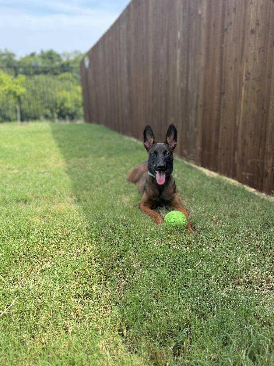 Young protection dog playing with a ball in the backyard