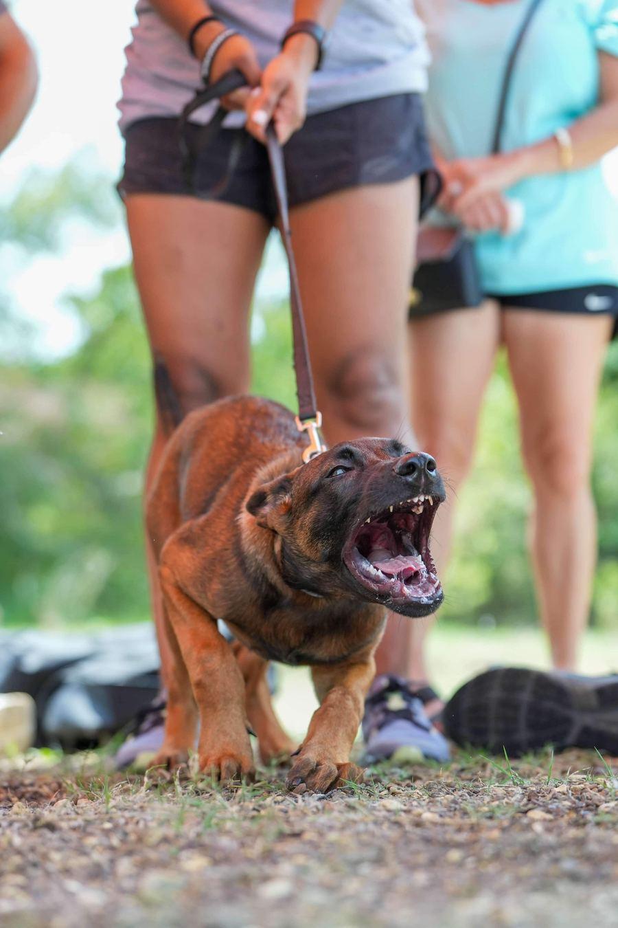 Protection dog engaged in guided training on leash