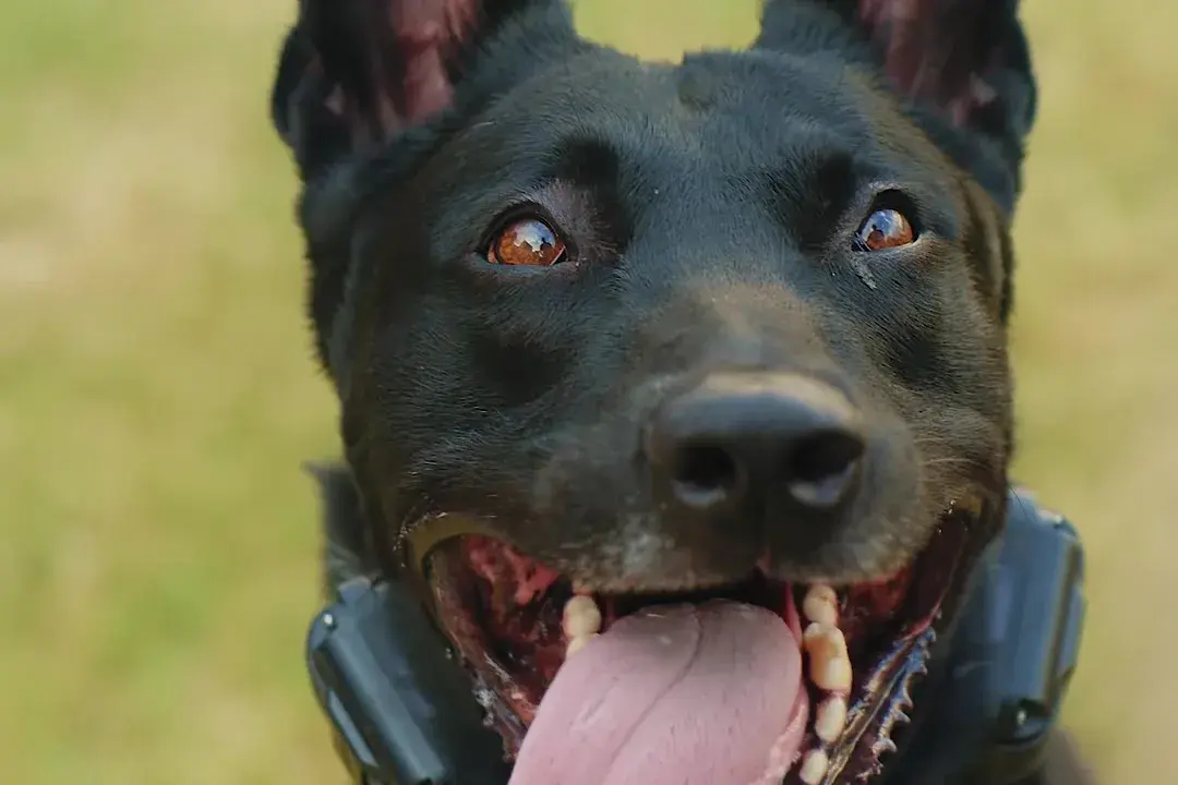 One of our dogs looking straight into the camera with its ears up