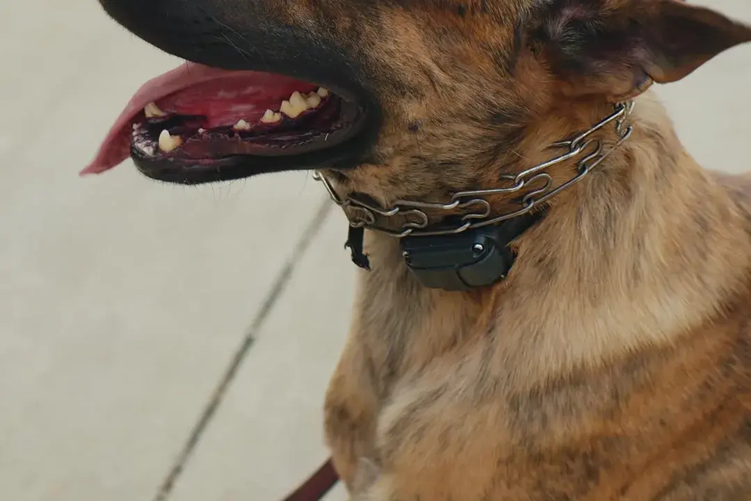 Close view of a brindle dog lying down, relaxed, wearing a collar and leash