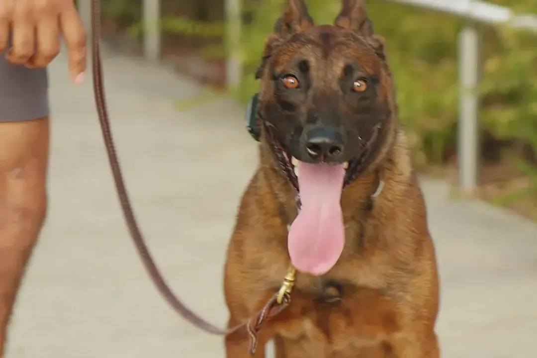 A brindle dog sitting on a leash outdoors