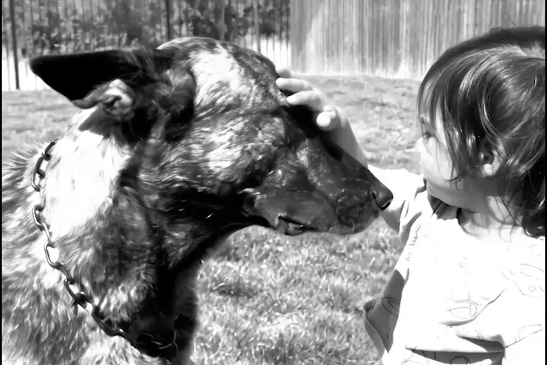 A child rests a hand on the head of one of our dogs