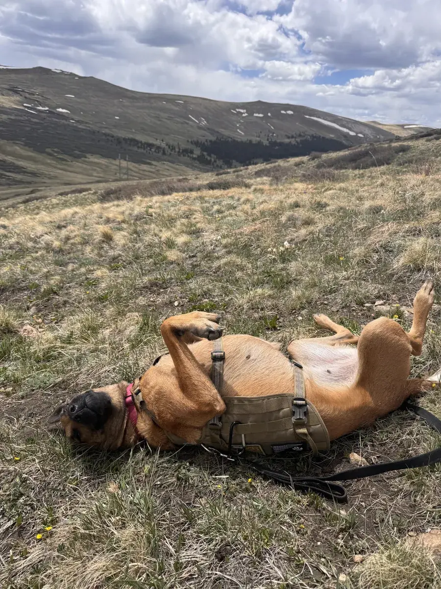 Espen in a tan harness and pink collar rolls on her back in mountain grass below snow-patched slopes