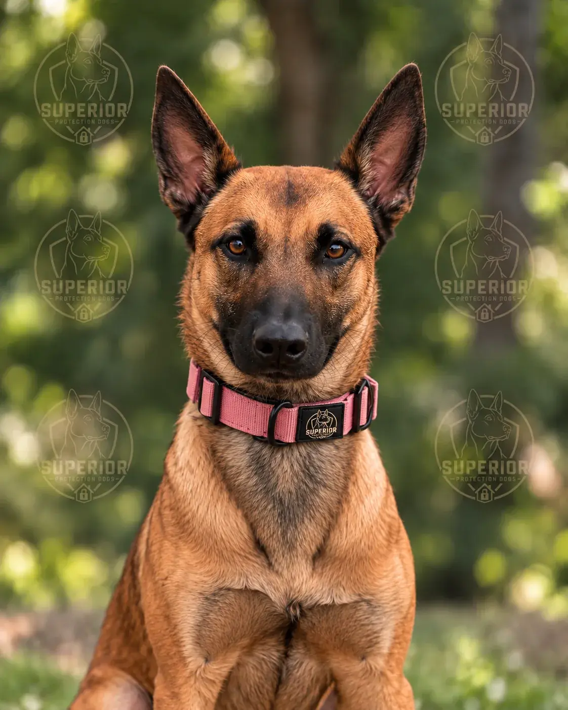Espen, a fawn female Belgian Malinois with a black mask, sitting with her ears up in a pink collar