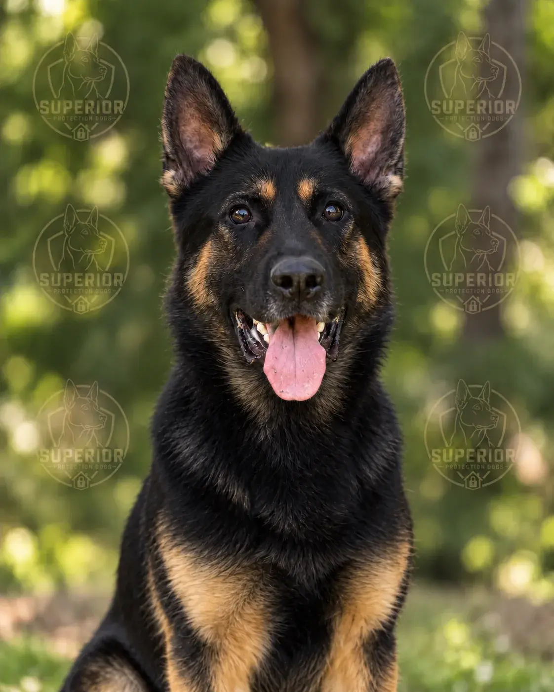 Ivan, a black and tan German Shepherd, sitting with his ears up and his mouth open