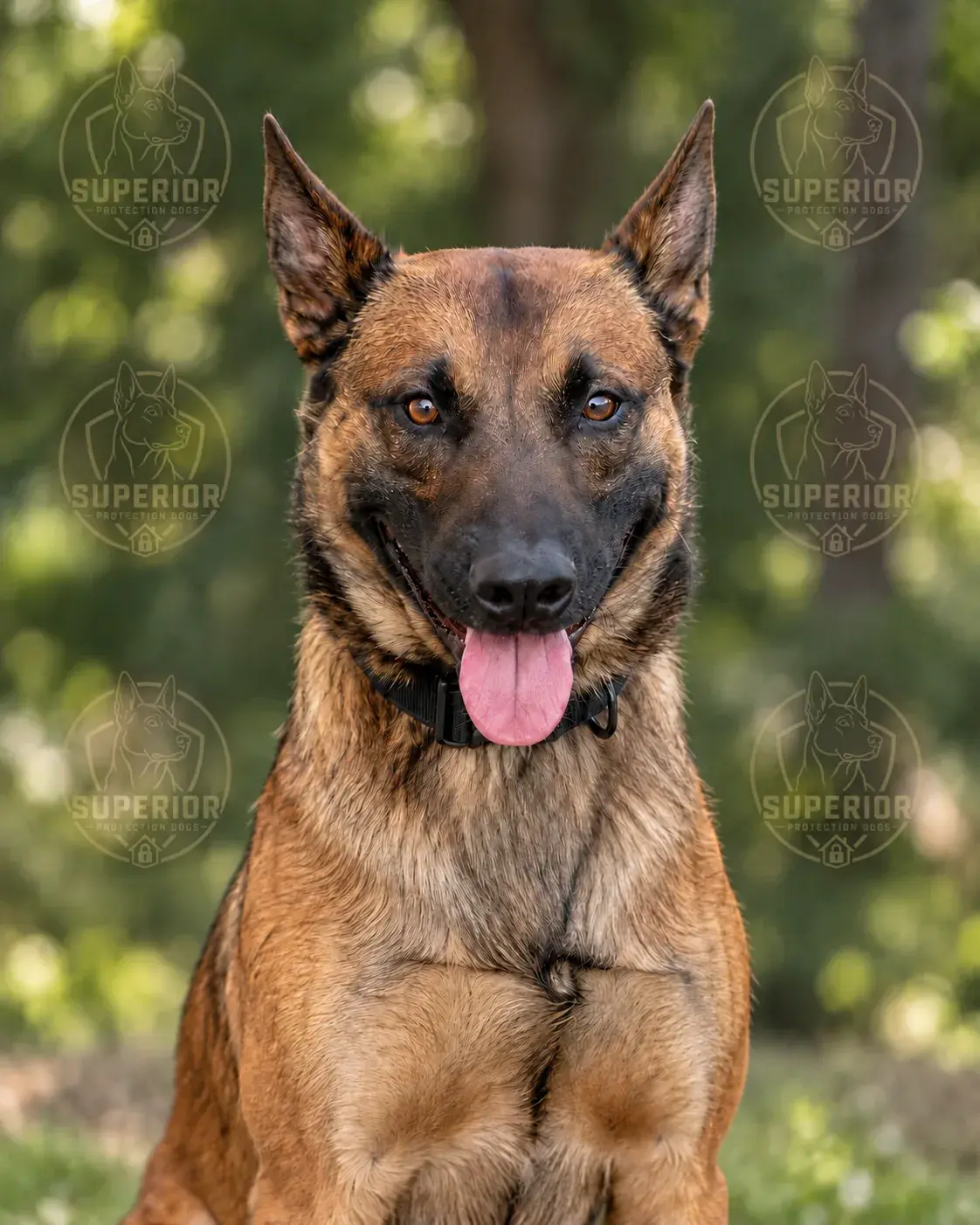 Wick, a fawn male Belgian Malinois with a black mask, sitting in a black collar with his tongue out