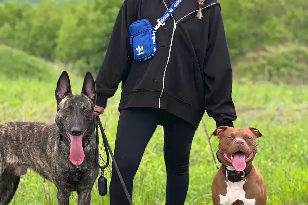 Two dogs on leads standing either side of their owner on open ground
