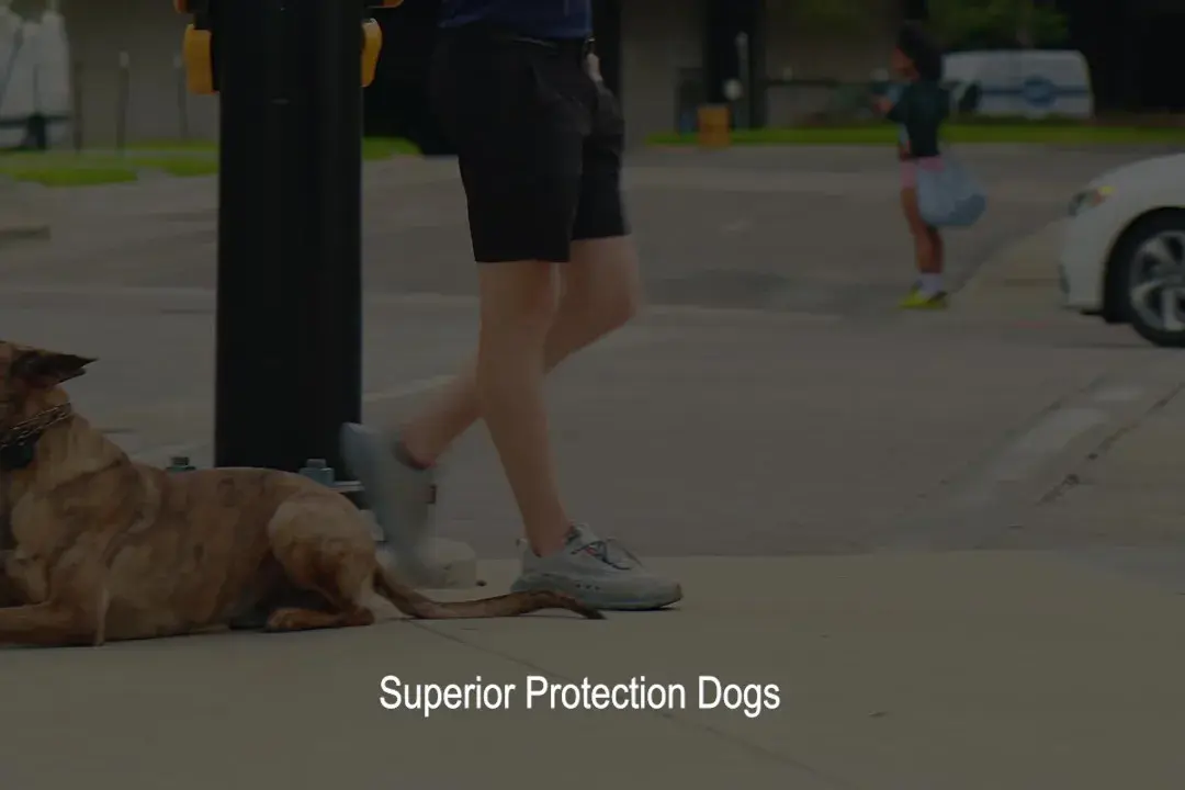 A dog holding a down-stay on a city sidewalk while its handler walks away from it