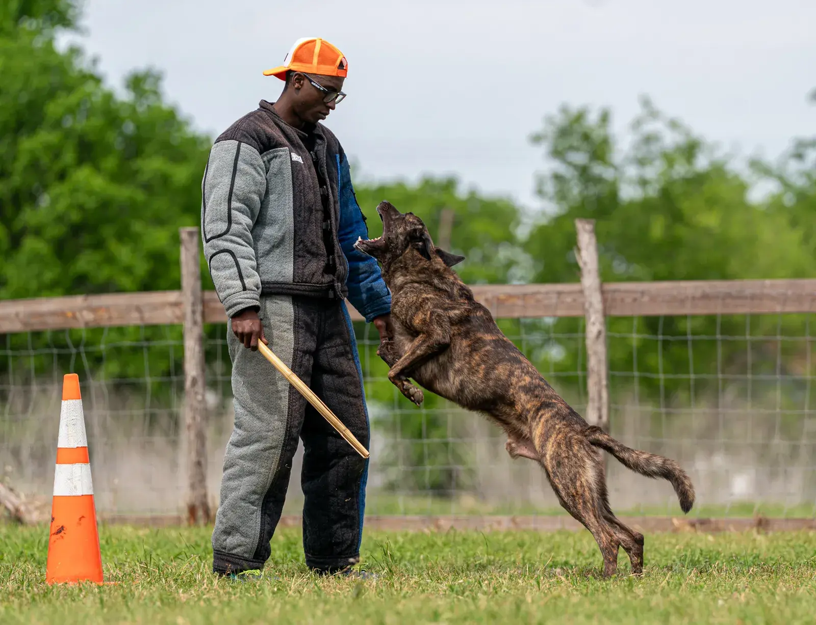 A brindle Dutch Shepherd leaps toward a decoy in a grey and black bite suit who is holding a stick