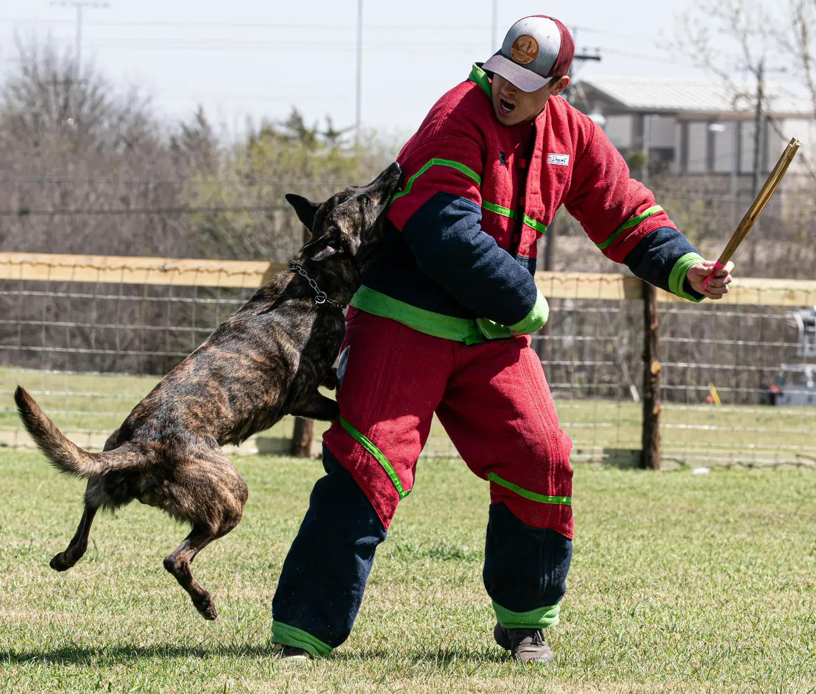 A brindle Dutch Shepherd leaps up and grips the shoulder of a decoy in a red and navy bite suit