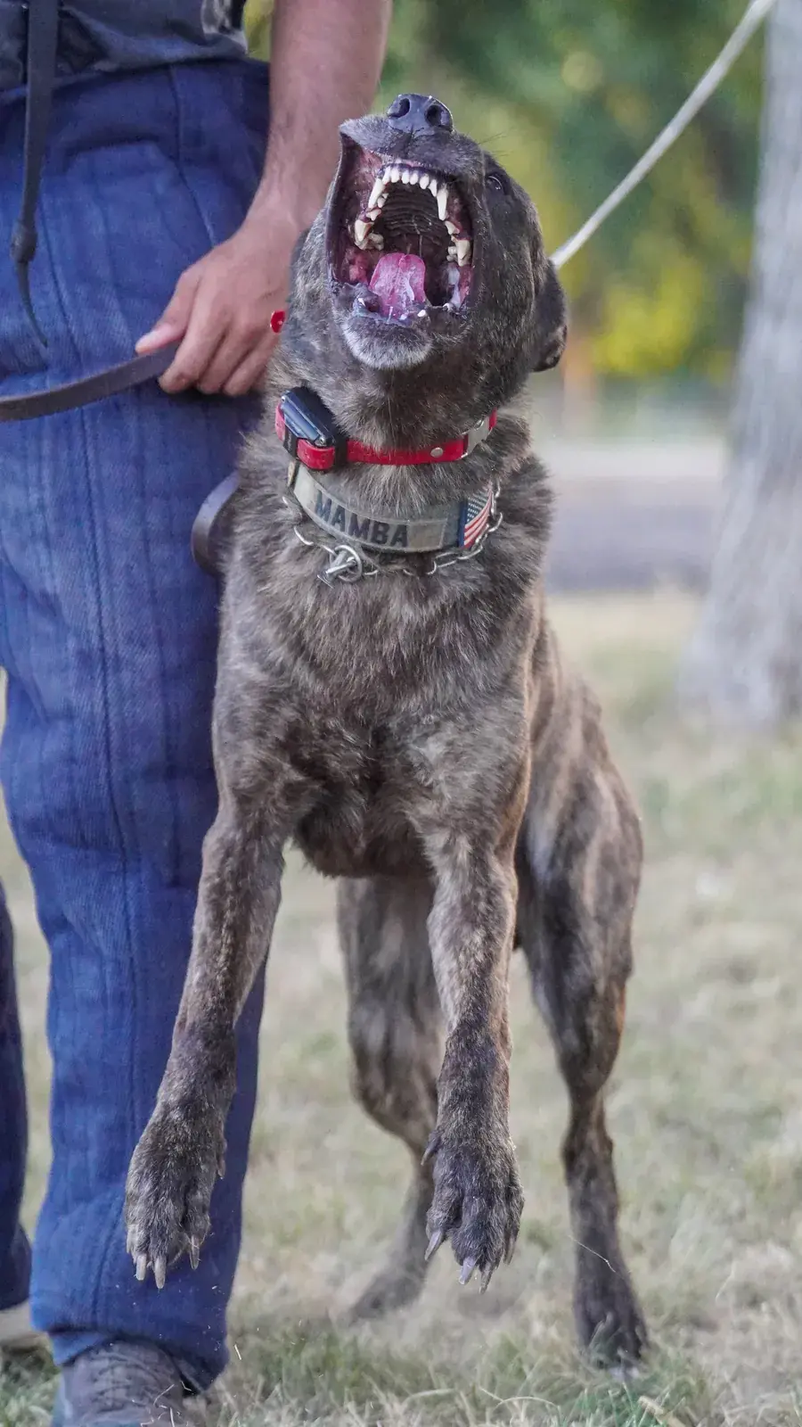 A brindle Dutch Shepherd on a leash barks upward beside a handler in a blue bite suit