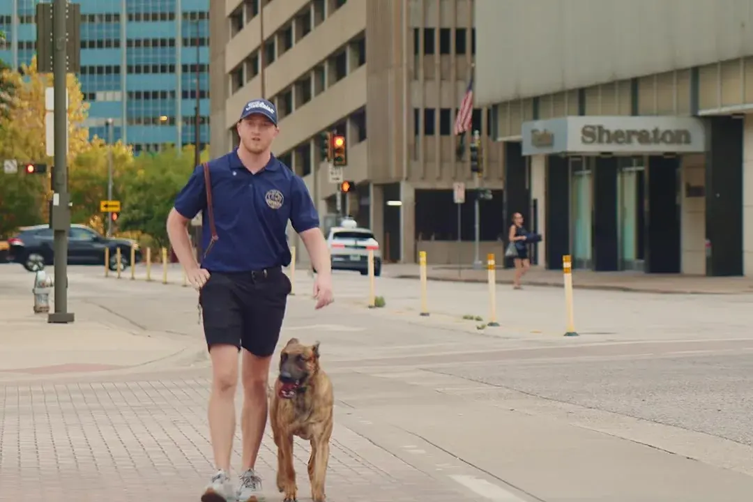 A handler heeling a dog along a downtown Dallas street past parked cars and pedestrians