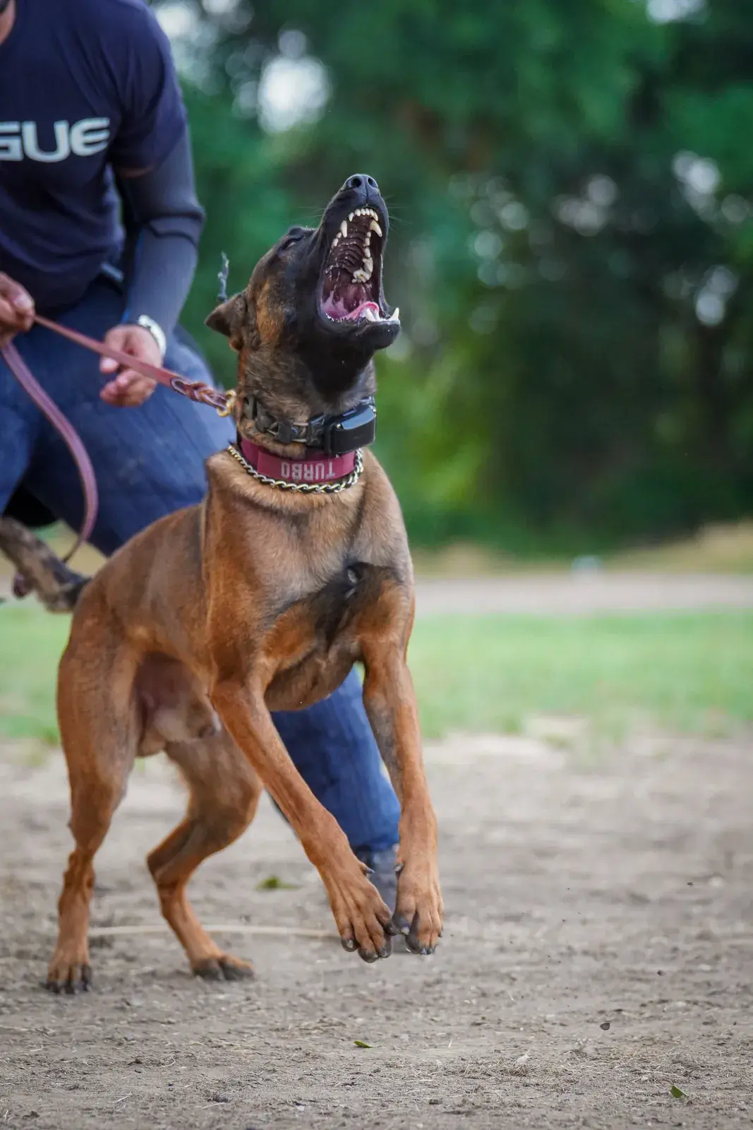 A young Belgian Malinois jumps and barks on a leash during an early training session