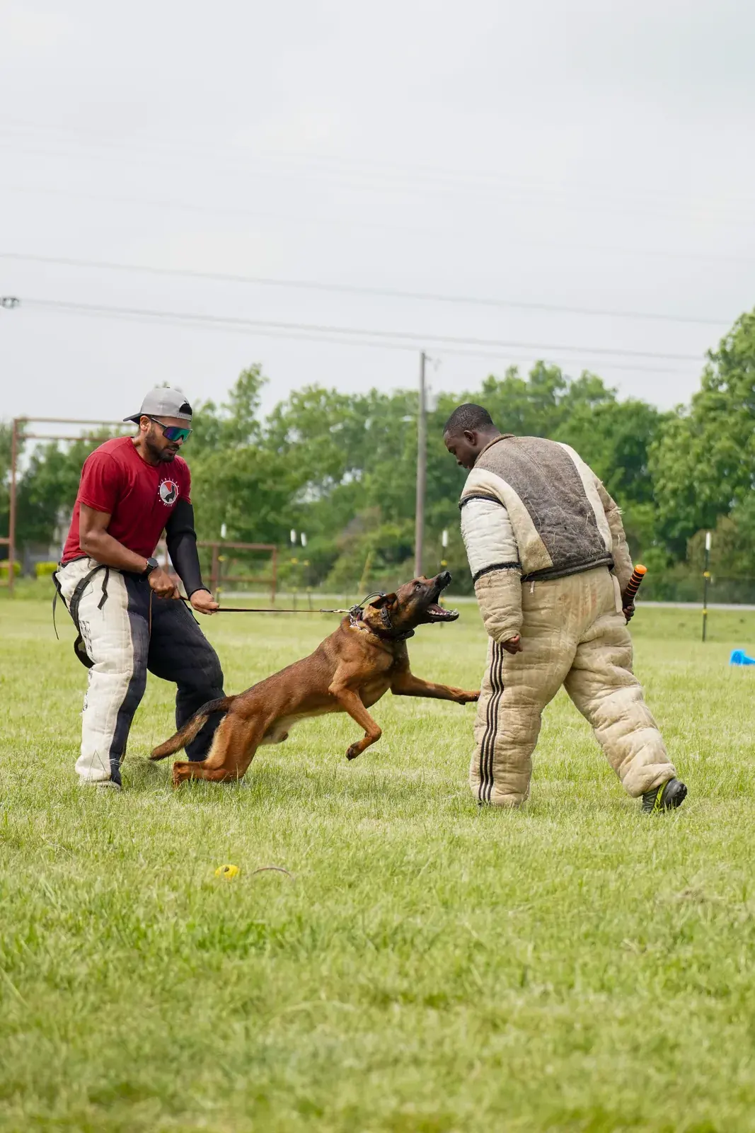 A young tan and black dog on a long line lunges toward a decoy in a beige bite suit while a handler holds the line