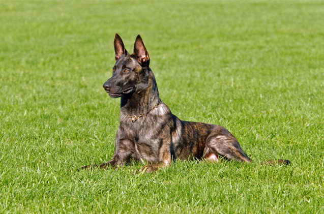 Dutch Shepherd