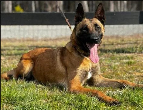 Belgian Malinois